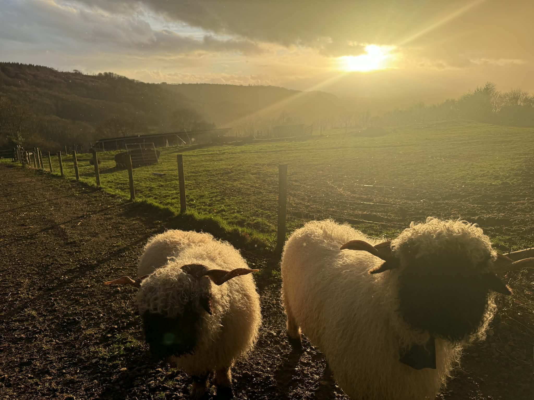 Pip the Pony - Small but mighty, loves apples