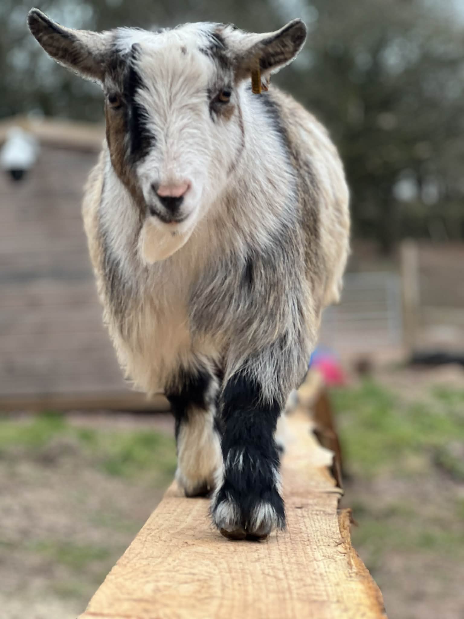 Luna the Llama - Age 4, professional hummer