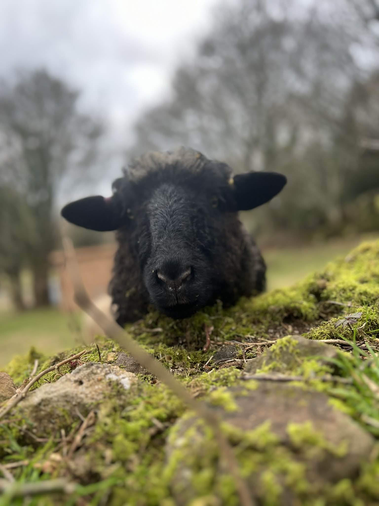 Woolly the Sheep - Very fluffy, shy but sweet