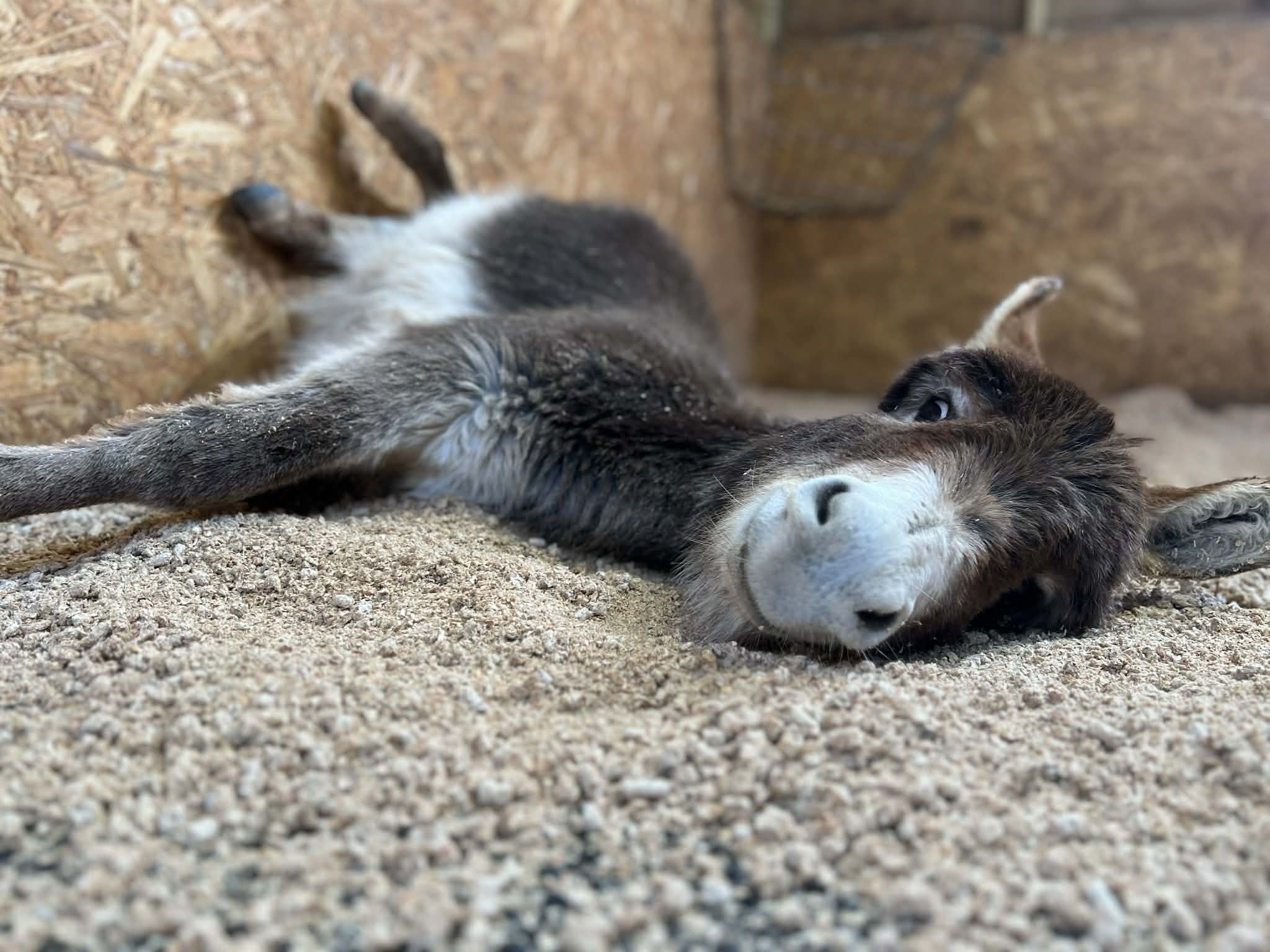 Barnaby the Donkey - Loves carrots, hates rain