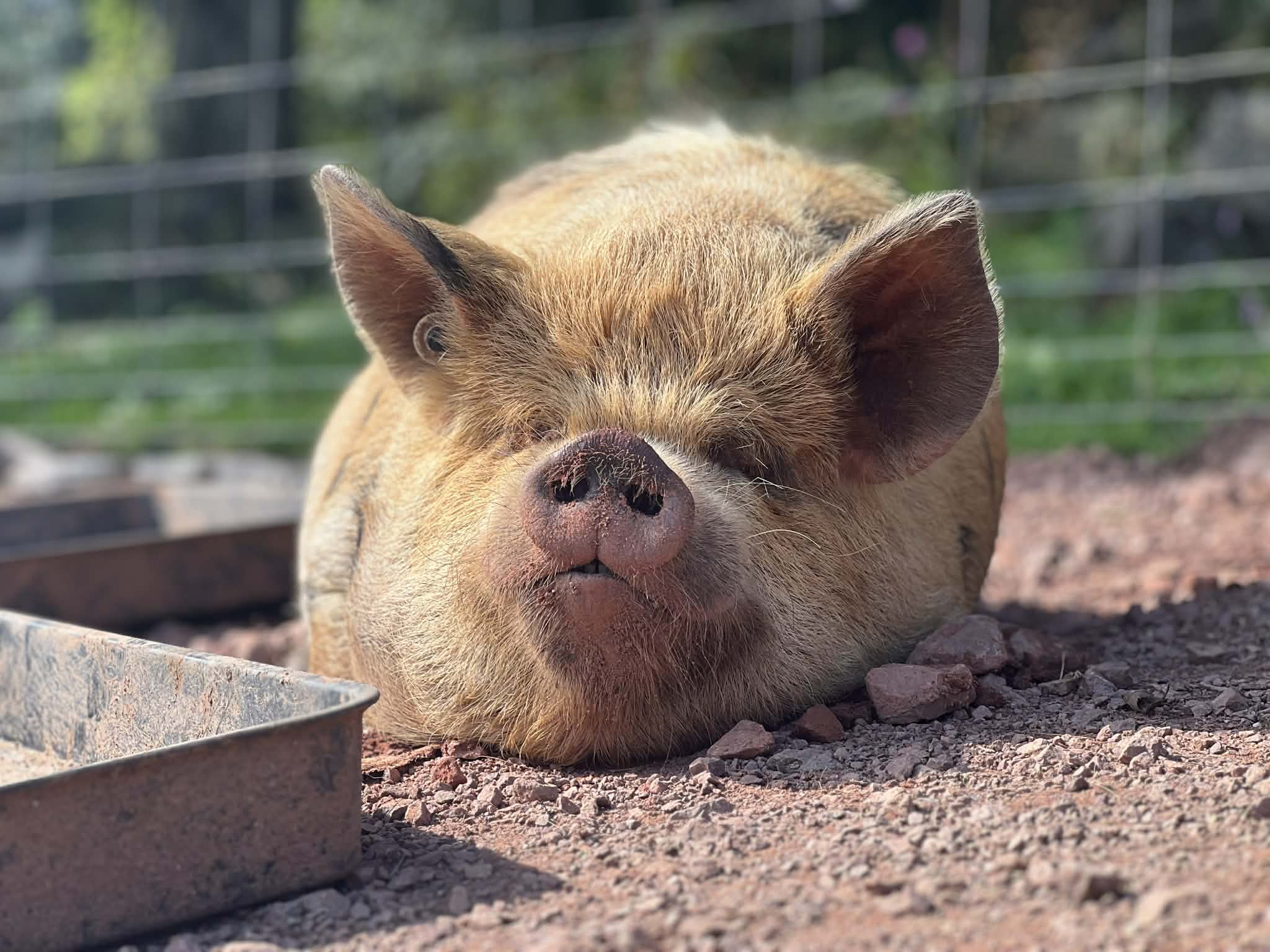 A peaceful donkey grazing in the Monmouthshire countryside