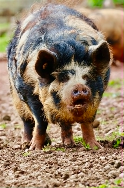 Penny the Pig